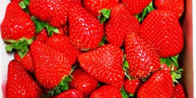 I will sell strawberry, Spanish, very pretty, fresh, 2