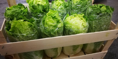 I will sell young Chinese cabbage, import from Hungary,