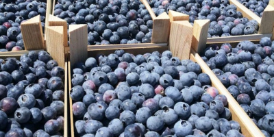 Blueberry, fresh, tasty, thick, pretty, 2 kg crate, pickup