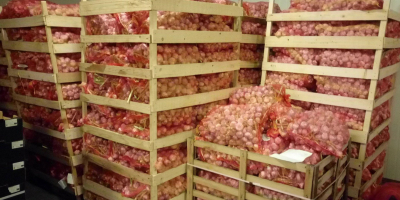 Ägyptischer Knoblauch verpackt mit 20 kg Kaliber 5+ 3900