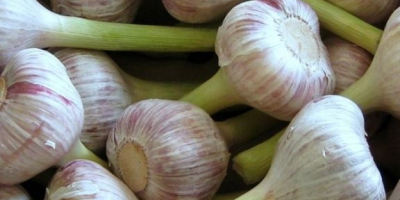 Ägyptischer Knoblauch verpackt mit 20 kg Kaliber 5+ 3900