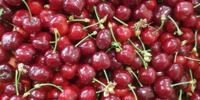 Cherry from Serbia - Burlat variety, 6-6,5 kg box.