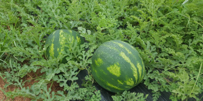 Watermelon greece for 5 days 100 tons