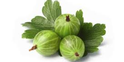 I have to sell in the 2018 season. gooseberry