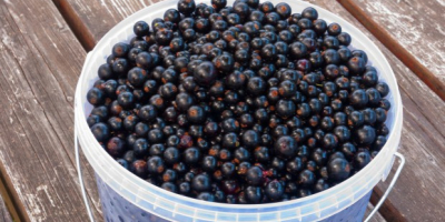 Venderò frutta fresca e salutare di ribes nero della