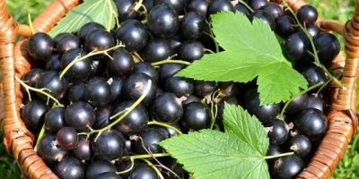 Venderò frutta fresca e salutare di ribes nero della