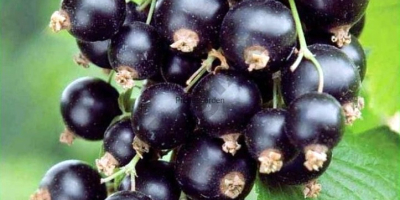 Friss és egészséges feketeribizli gyümölcsöt adok a Ruben fajta
