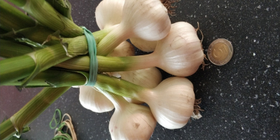 Hallo, ich muss polnische Knoblauch-Harnas verkaufen, nicht mit Pflanzenschutzmitteln