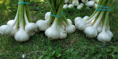 Hallo, ich muss polnische Knoblauch-Harnas verkaufen, nicht mit Pflanzenschutzmitteln