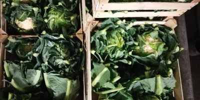 I will sell cauliflower, Polish, nice, fresh, 48 boxes,