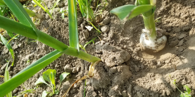 Wunderschöne polnische Knoblauch Harnaś Wintersorte 12tys, gewachsen auf Boden