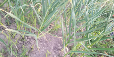 Wunderschöne polnische Knoblauch Harnaś Wintersorte 12tys, gewachsen auf Boden