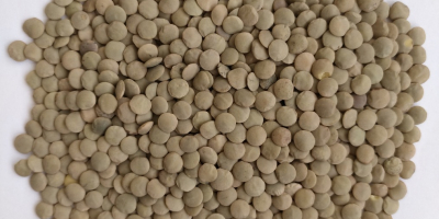 *** Green food lentils *** Quality parameters: Purity -