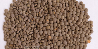 **** Lentils brown food **** Quality parameters: Purity -