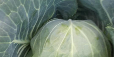 Hello, I sell a young cabbage about 2kg