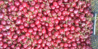 I have to sell a large number of cherries