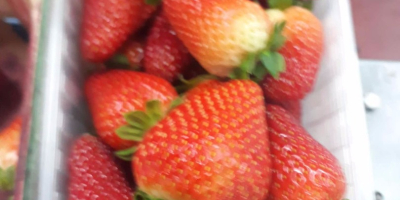 zum Verkauf Erdbeeren Preis 11 PLN kg Verpackungsbehälter