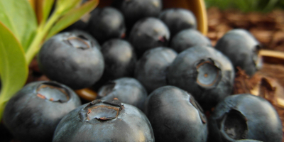 Blueberry, fresh. I will sell fruit. I invite you