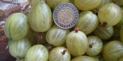 Hello. I will sell gooseberry fruit. Nice, big, sweet