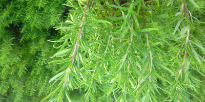 I offer rosemary in pots, large, propagated cuttings.In the