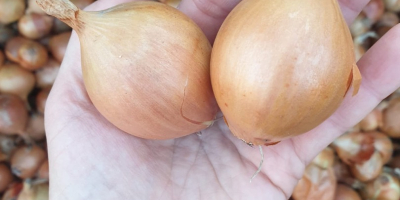 I will sell onions. Organic product. Golden scale.