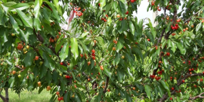 Cherries Earlly Red variety, ripening period May 18-25.