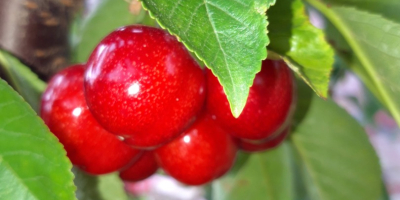 Cherries Earlly Red variety, ripening period May 18-25.