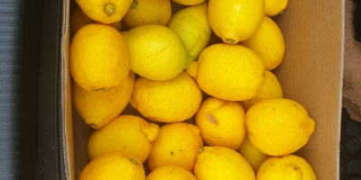 Verna lemon for sale, 1st class about 20 tons.