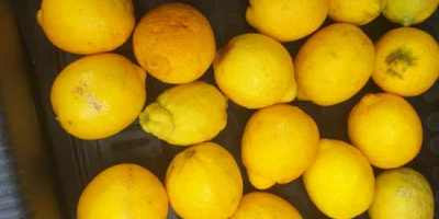 Verna lemon for sale, 1st class about 20 tons.