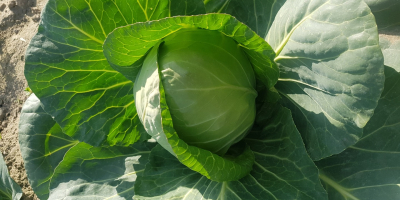 I will sell young cabbage, price and quantity to