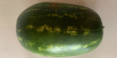 Ich werde eine Wassermelone, Kaliber 4-15 kg, Klasse I