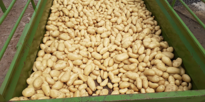 Hochwertige Kartoffeln Sorten (Sunita, Aliant, Gwene, Chalinsberg, Jassy, Sopran)