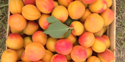 Fresh apricots from Moldova