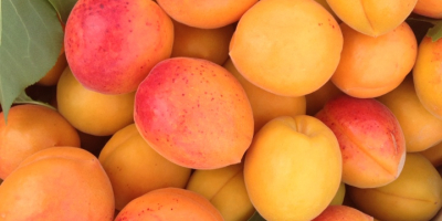 Fresh apricots from Moldova