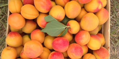 Frische Aprikosen aus Moldawien