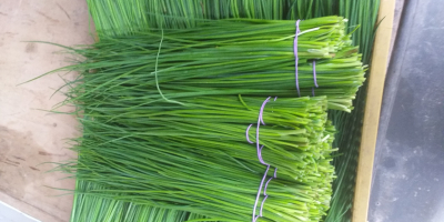 I will sell green chives, young, without buds, wholesale