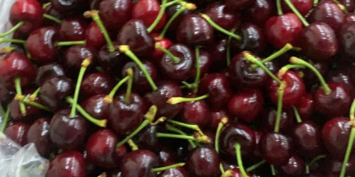 I offer cherries from Turkey, Napoleon variety, caliber 28+.