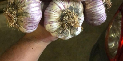 Purple garlic with a diameter of 7 which is