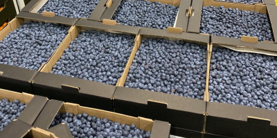 We are offering blueberry in such packings: - 3