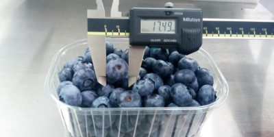 We are offering blueberry in such packings: - 3