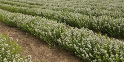Oregano aus Sizilien, Ernte 2020. Kultiviert, geerntet, getrocknet, enthält