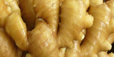 We sell Fresh Ginger ,washed and Air dry ginger.