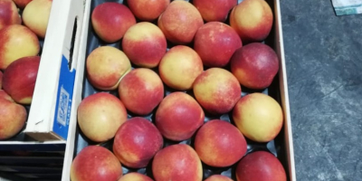 Direct deliveries of peaches from Greece! The season begins.