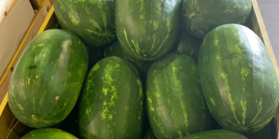 Direkte Lieferung von Wassermelonen und Melonen aus Griechenland! Wir