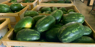 Direct deliveries of watermelons and melons from Greece! We