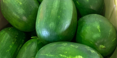 Direct deliveries of watermelons and melons from Greece! We