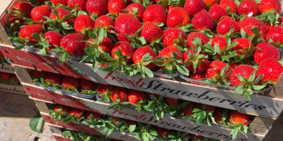 Direct deliveries of strawberries from Greece! The season begins.