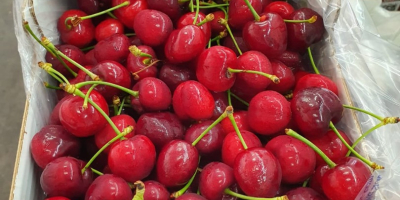 Direct supply of cherries from Greece! The season begins.