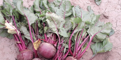 I am selling red beets, quantity 15 tons