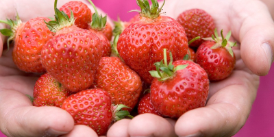 I will sell fresh, plump strawberries grown organically. PLN